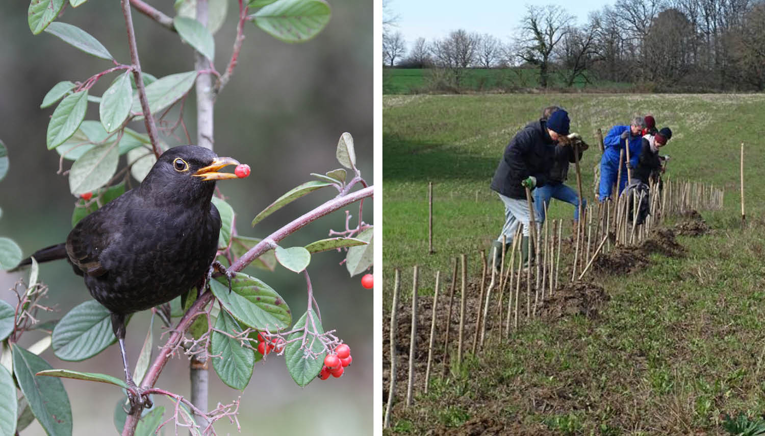 Participez à nos chantiers participatifs de plantations de haies en Dordogne !